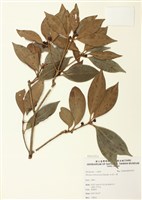 藏品(臺灣八角)的圖片